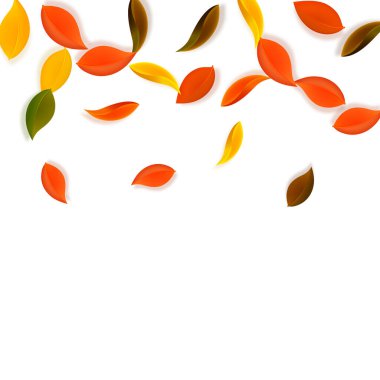 Sonbahar yaprakları dökülüyor. Kırmızı, sarı, yeşil, kahverengi, temiz yapraklar uçuşuyor. Olağanüstü beyaz arka planda rengarenk yapraklar. Harika, okul satışına geri döndük..