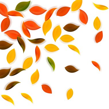 Sonbahar yaprakları dökülüyor. Kırmızı, sarı, yeşil, kahverengi, temiz yapraklar uçuşuyor. Klasik beyaz arka planda rengarenk yapraklar. Harika, okul satışına geri döndük..