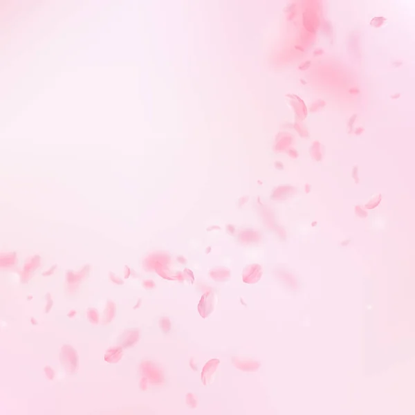 Pétalos Sakura Cayendo Rincón Flores Rosas Románticas Pétalos Voladores Sobre —  Fotos de Stock