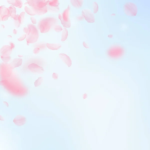樱花花瓣飘落 浪漫的粉色花朵角落 蓝天正方形背景上飘扬的花瓣 浪漫的概念 玩乐婚宴 — 图库照片