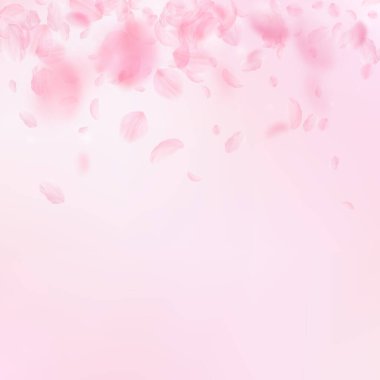 Sakura yaprakları aşağı düşen. Romantik pembe çiçekler degrade. Yaprakları pembe kare arka plan üzerinde uçan. Aşk, romantizm kavramı. Dramatik düğün davetiyesi.