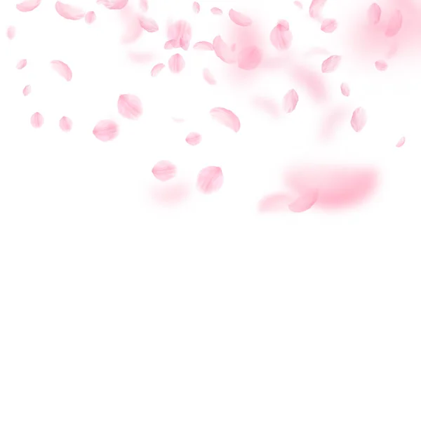 Sakura Petals Falling Romantic Pink Flowers Gradient Flying Petals White — Stock Photo, Image