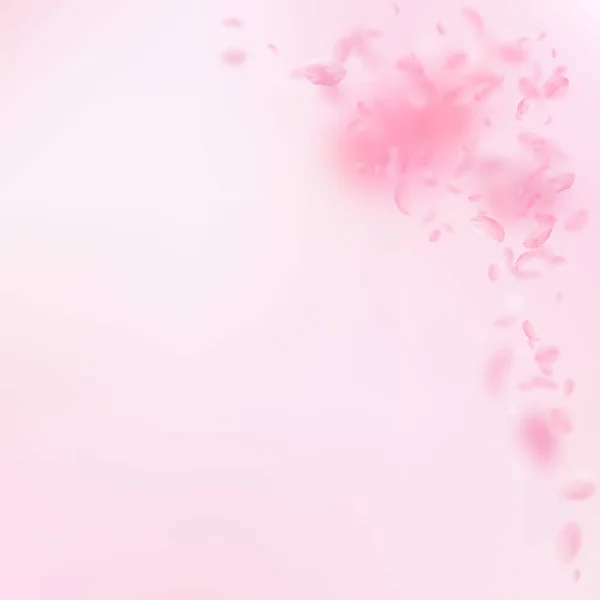 Sakura Petals Falling Romantic Pink Flowers Corner Flying Petals Pink — Stock Photo, Image