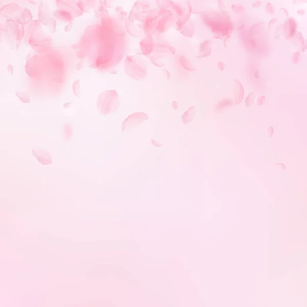 Лепестки Сакуры Падают Романтические Розовые Цветы Градиент Летающие Лепестки Розовом — стоковое фото