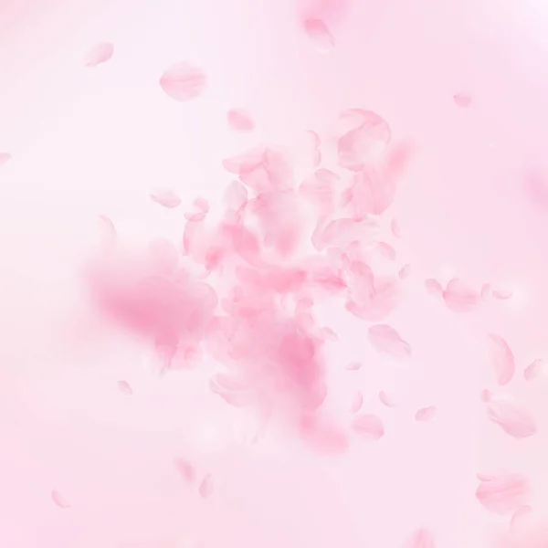 Sakura Petals Falling Romantic Pink Flowers Explosion Flying Petals Pink — Stock Photo, Image