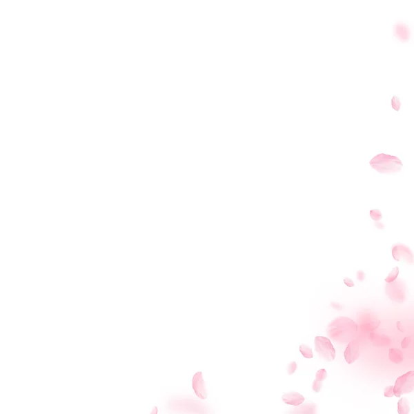 Лепестки Сакуры Падают Романтический Розовый Уголок Летающие Лепестки Белом Квадратном — стоковое фото