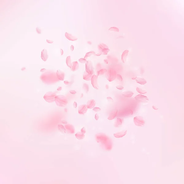 桜の花びらが落ちています ロマンチックなピンクの花の爆発 ピンクの正方形の背景に花びらを飛んでいます ロマンス概念 新鮮な結婚式招待状 — ストック写真