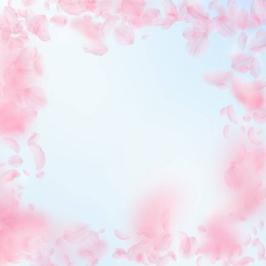 Sakura yaprakları aşağı düşen. Romantik pembe çiçekli çerçeve. Yaprakları mavi gökyüzü kare arka plan üzerinde uçan. Aşk, romantizm kavramı. Güzel düğün davetiyesi.