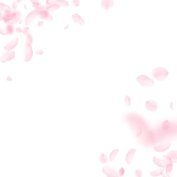 桜の花びらが落ちてきた ロマンチックなピンクの花のコーナー 白い四角形の背景に空飛ぶ花弁 恋愛概念 素晴らしい結婚式の招待状 — ストック写真