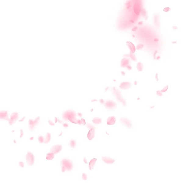 Sakura Petals Falling Romantic Pink Flowers Corner Flying Petals White — Stock Photo, Image