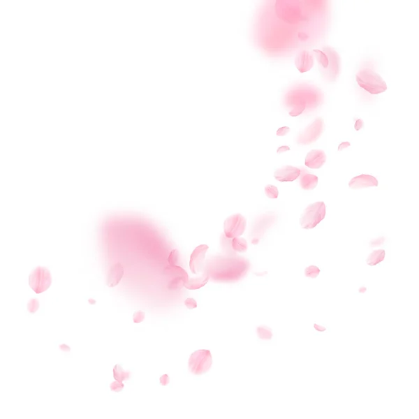 Sakura Petals Falling Romantic Pink Flowers Corner Flying Petals White — Stock Photo, Image