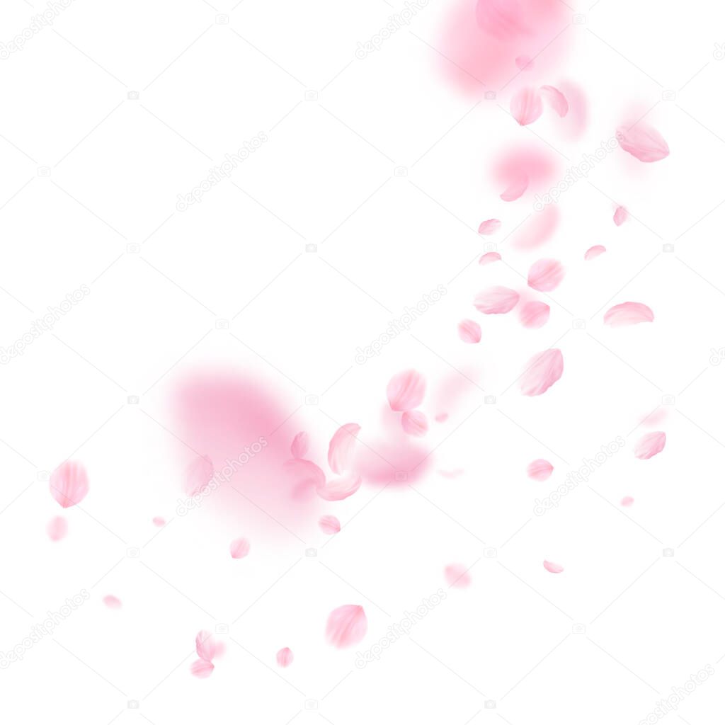 Sakura petals falling down. Romantic pink flowers corner. Flying petals on white square background. Love, romance concept. Surprising wedding invitation.