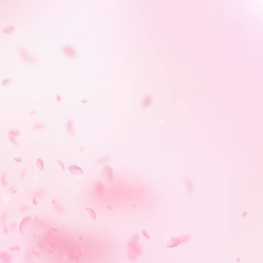 Sakura yaprakları aşağı düşen. Romantik pembe çiçekler köşesi. Yaprakları pembe kare arka plan üzerinde uçan. Aşk, romantizm kavramı. Çok güzel düğün davetiyesi.