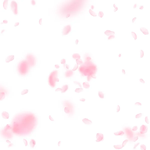 Sakura bloemblaadjes vallen. Romantische roze bloemen explosie. Vliegende bloemblaadjes op witte vierkante achtergrond. Liefde, romantiek concept. Delicate bruiloft uitnodiging. — Stockfoto