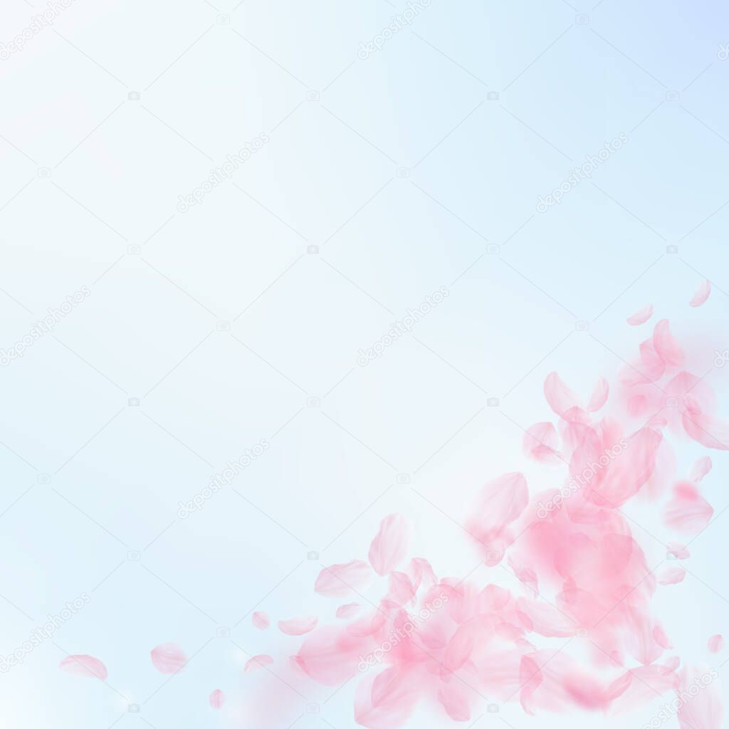 Sakura petals falling down. Romantic pink flowers corner. Flying petals on blue sky square background. Love, romance concept. Stylish wedding invitation.