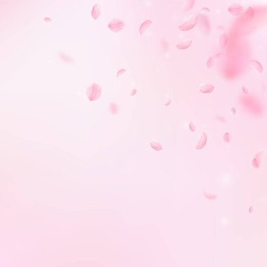 Sakura yaprakları aşağı düşen. Romantik pembe çiçekler köşesi. Yaprakları pembe kare arka plan üzerinde uçan. Aşk, romantizm kavramı. Güzel düğün davetiyesi.