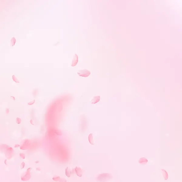 桜の花びらが落ちてきた ロマンチックなピンクの花のコーナー ピンクの四角形の背景に花びらを飛んで 恋愛概念 素晴らしい結婚式の招待状 — ストック写真