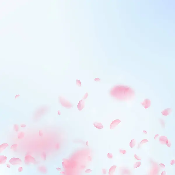 Sakura Petals Falling Romantic Pink Flowers Gradient Flying Petals Blue — Stock Photo, Image
