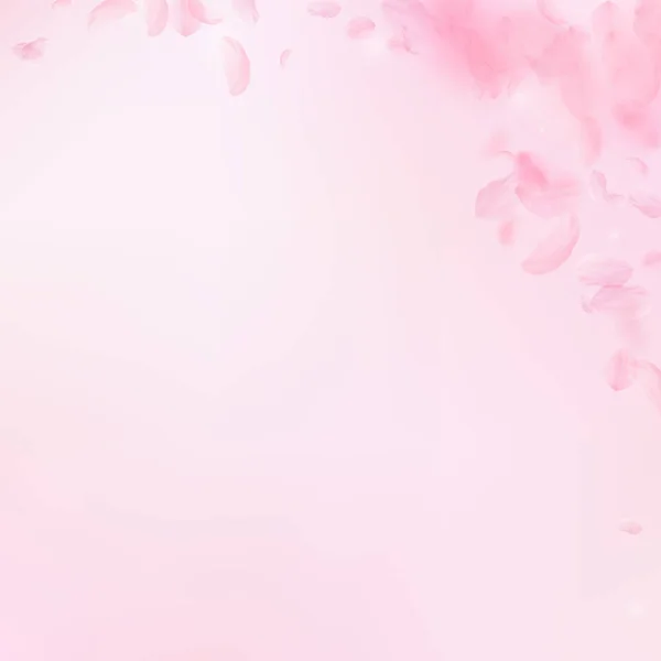 Sakura Petals Falling Romantic Pink Flowers Corner Flying Petals Pink — Stock Photo, Image