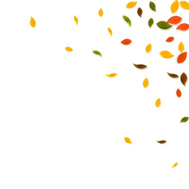 Sonbahar yaprakları dökülüyor. Kırmızı, sarı, yeşil, kaotik yapraklar uçuşuyor. Orijinal beyaz arka planda köşedeki renkli yapraklar. Okul satışına geri dönüş..