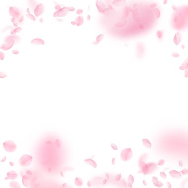 Sakura yaprakları aşağı düşen. Yağmurun romantik pembe çiçekler. Beyaz kare arka planda uçan yaprakları. Aşk, romantizm kavramı. Güzel düğün davetiyesi.