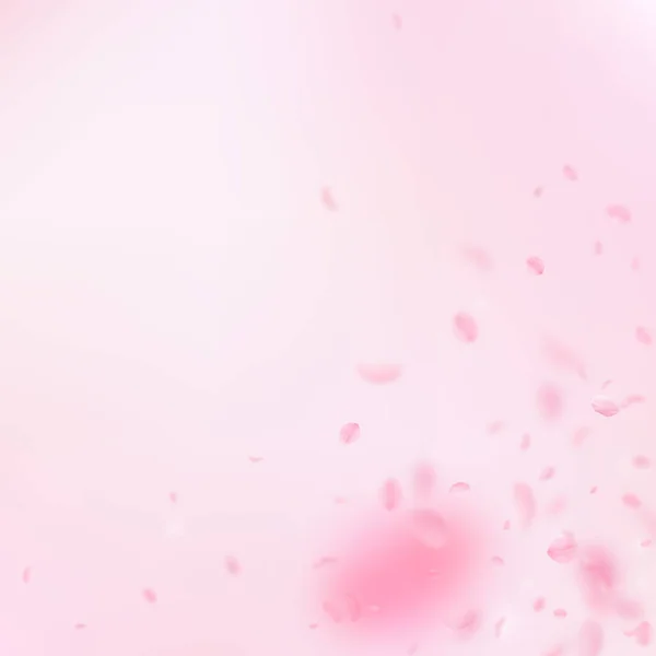 Sakura Petals Falling Romantic Pink Flowers Corner Flying Petals Pink — Stock Photo, Image