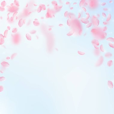 Sakura yaprakları dökülüyor. Yağmur yağan romantik pembe çiçekler. Mavi gökyüzü kare arka planında uçan taç yaprakları. Aşk, romantizm kavramı. Muhteşem düğün davetiyesi.