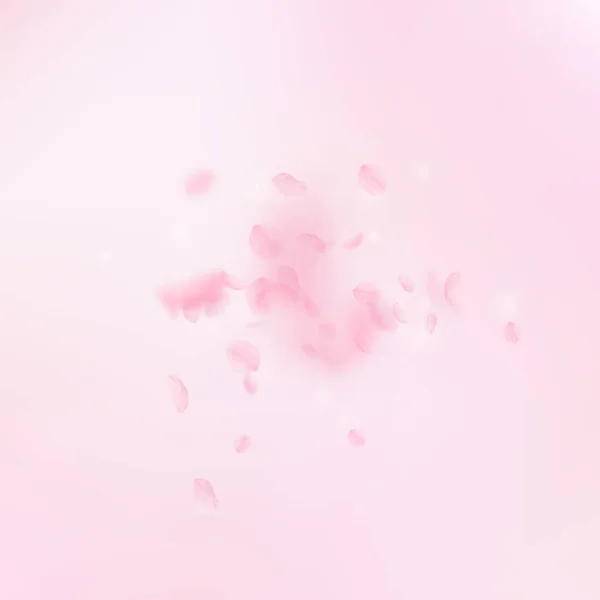 Sakura Petals Falling Romantic Pink Flowers Explosion Flying Petals Pink — Stock Photo, Image