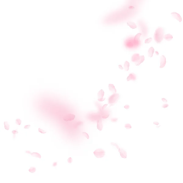 桜の花びらが落ちています ロマンチックなピンクの花のコーナー 白い正方形の背景に花びらを飛んでいます ロマンス概念 崇高な結婚式招待状 — ストック写真