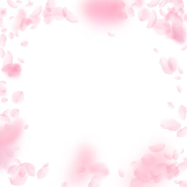 桜の花びらが落ちてきた ロマンチックなピンクの花のヴィネット 白い四角形の背景に空飛ぶ花弁 恋愛概念 理想的な結婚式の招待 — ストック写真