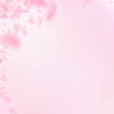 Sakura yaprakları dökülüyor. Romantik pembe çiçek köşesi. Pembe kare arka planda uçan taç yaprakları. Aşk, romantizm kavramı. Düzgün bir düğün davetiyesi..