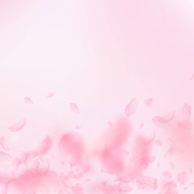 Sakura yaprakları aşağı düşen. Romantik pembe çiçekler degrade. Yaprakları pembe kare arka plan üzerinde uçan. Aşk, romantizm kavramı. Sıra dışı düğün davetiyesi.