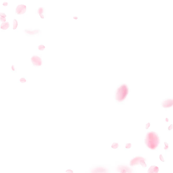 Пелюстки Сакури Падають Романтичні Рожеві Квіти Розі Летючі Пелюстки Білому — стокове фото