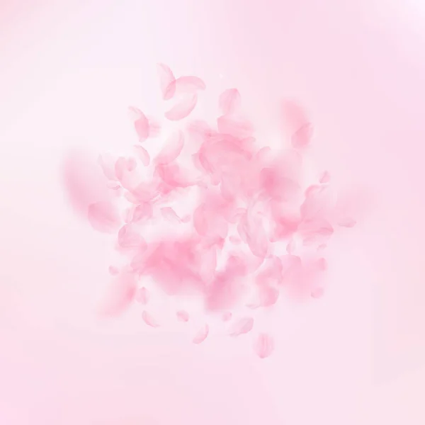 桜の花びらが落ちています ロマンチックなピンクの花の爆発 ピンクの正方形の背景に花びらを飛んでいます ロマンス概念 魅力的な結婚式の招待状 — ストック写真