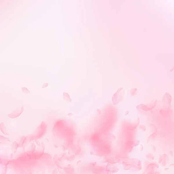 桜の花びらが落ちています ロマンチックなピンクの花のグラデーション ピンクの正方形の背景に花びらを飛んでいます ロマンス概念 異常な結婚式の招待状 — ストック写真