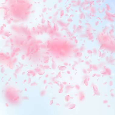 Sakura yaprakları aşağı düşen. Romantik pembe çiçekler degrade. Yaprakları mavi gökyüzü kare arka plan üzerinde uçan. Aşk, romantizm kavramı. Popüler düğün davetiyesi.