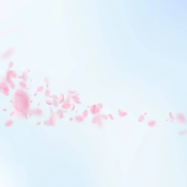 Sakura Kronblad Faller Ner Romantisk Rosa Blommor Komet Flygande Kronblad — Stockfoto