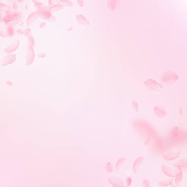 Sakura yaprakları dökülüyor. Romantik pembe çiçek köşesi. Pembe kare arka planda uçan taç yaprakları. Aşk, romantizm kavramı. Sanatsal düğün davetiyesi.