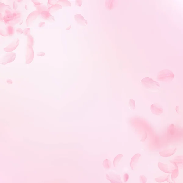 Sakura Petals Falling Romantic Pink Flowers Corner Flying Petals Pink — Fotografia de Stock