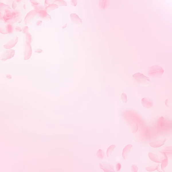 Sakura Petals Falling Romantic Pink Flowers Corner Flying Petals Pink — Stock Photo, Image