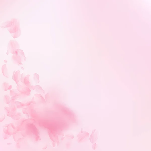 Sakura Petals Falling Romantic Pink Flowers Corner Flying Petals Pink — Stockfoto