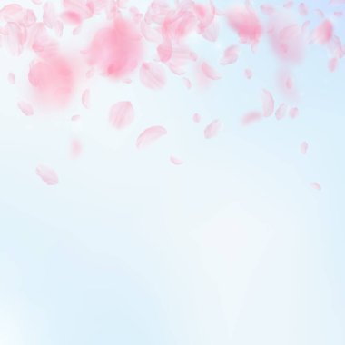 Sakura yaprakları aşağı düşen. Romantik pembe çiçekler degrade. Yaprakları mavi gökyüzü kare arka plan üzerinde uçan. Aşk, romantizm kavramı. Parlak düğün davetiyesi.