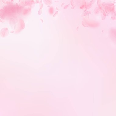 Sakura yaprakları aşağı düşen. Romantik pembe çiçekler degrade. Yaprakları pembe kare arka plan üzerinde uçan. Aşk, romantizm kavramı. Komik düğün davetiyesi.