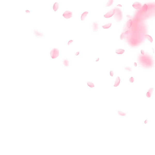 Sakura Petals Falling Romantic Pink Flowers Corner Flying Petals White — Stock Photo, Image