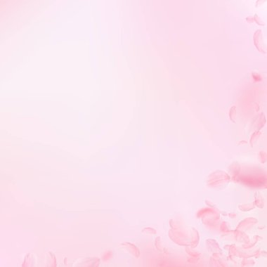 Sakura yaprakları dökülüyor. Romantik pembe çiçek köşesi. Pembe kare arka planda uçan taç yaprakları. Aşk, romantizm kavramı. Çarpıcı bir düğün davetiyesi..