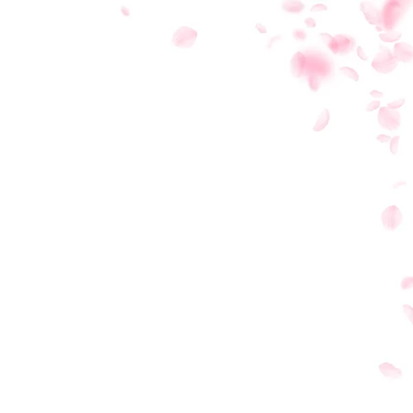 樱花花瓣落下 浪漫的粉红色花角 在白色正方形背景的飞行花瓣 浪漫的概念 悦目婚礼请柬 — 图库照片