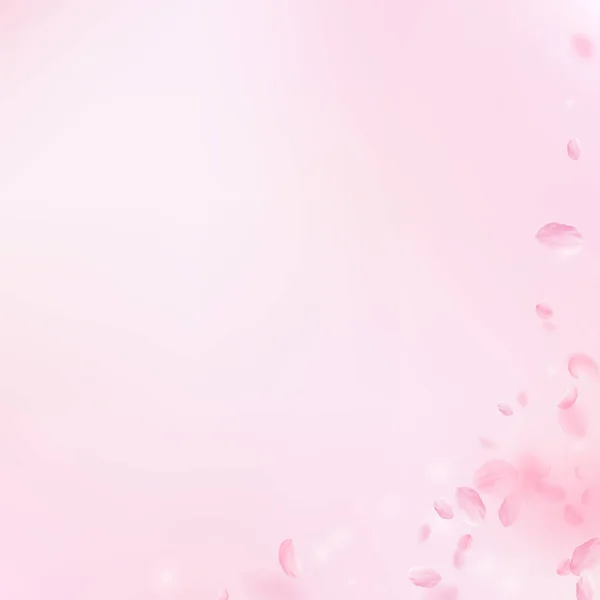 Sakura Petals Falling Romantic Pink Flowers Corner Flying Petals Pink — Stock Photo, Image