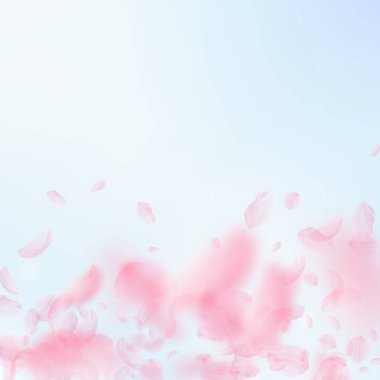 Sakura yaprakları aşağı düşen. Romantik pembe çiçekler degrade. Yaprakları mavi gökyüzü kare arka plan üzerinde uçan. Aşk, romantizm kavramı. Görkemli düğün davetiyesi.