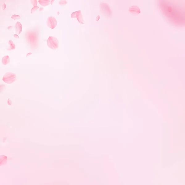 Σακούρα Πέταλα Πέφτουν Κάτω Ρομαντικό Ροζ Λουλούδια Γωνία Πετάει Πέταλα — Φωτογραφία Αρχείου