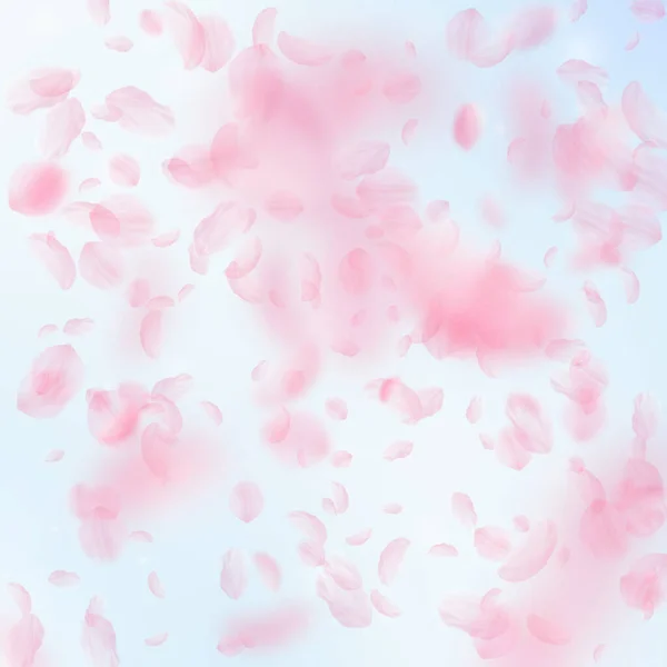 桜の花びらが落ちています ロマンチックなピンクの花は 雨が降っています 青い空の正方形の背景に花びらを飛んでいます ロマンス概念 磁気結婚式招待状 — ストック写真